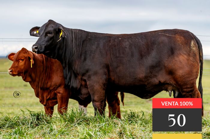LOTE 50 - Tres Cruces ML Profesor 9051