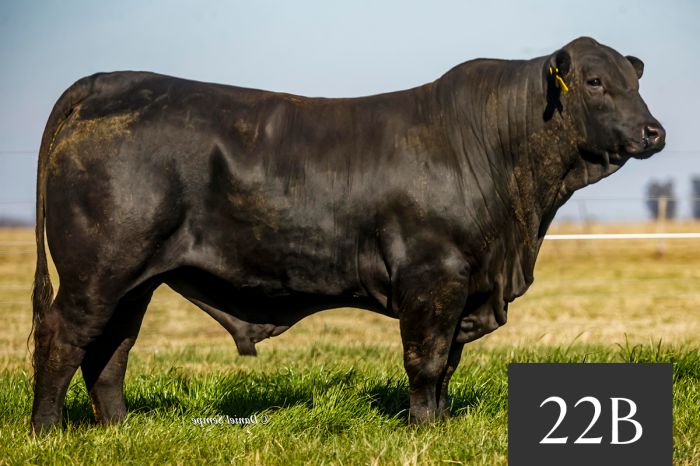 CORRAL 22B - TRES CRUCES BARAQ 954 - FIV