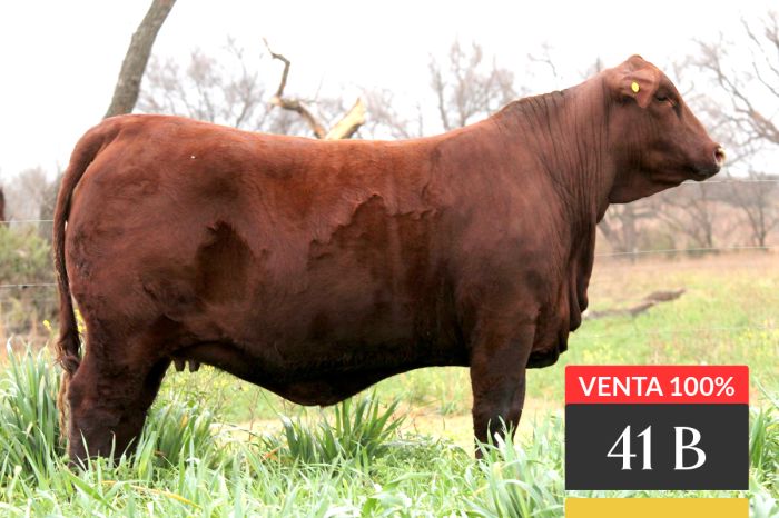 LOTE 41B - Tres Cruces LC Acorazado 6 -FIV