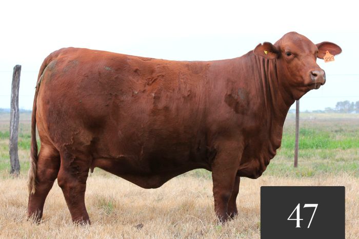 CORRAL 47 - ITA SIRI NANDO 229