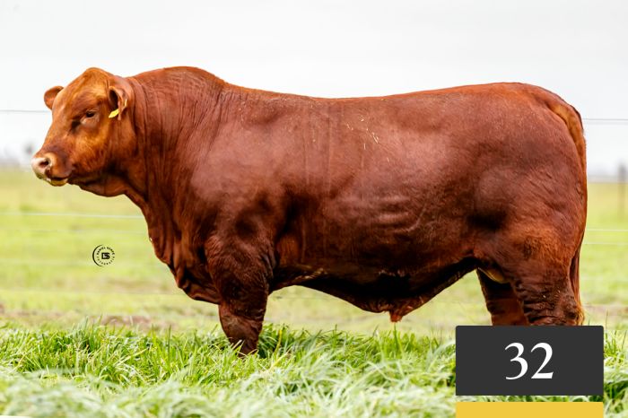 LOTE 32 - Tres Cruces Cautivo 1386 -FIV