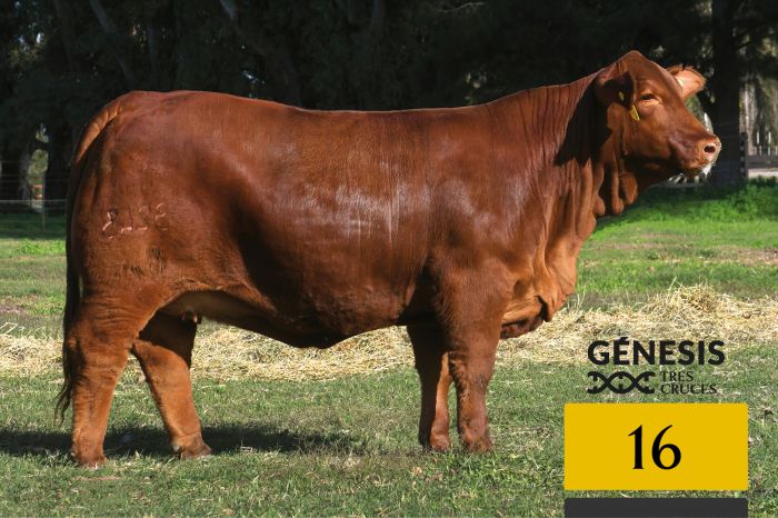 LOTE 16 - 9243 X DRAGO