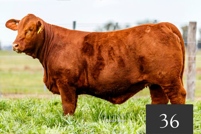 CORRAL 36 - Tres Cruces Cautivo 9145