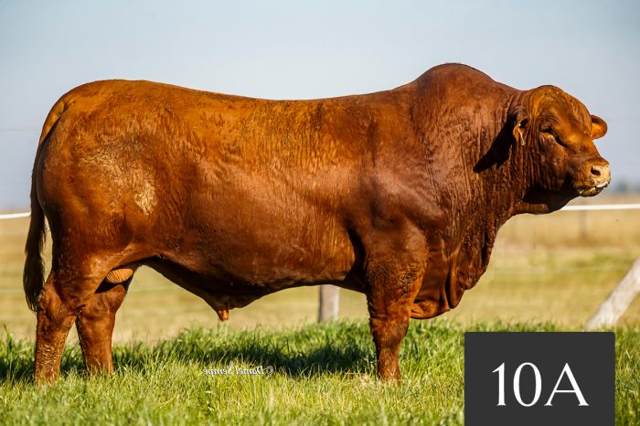 CORRAL 10A - TRES CRUCES DREAM FOREVER 810 -T/E-