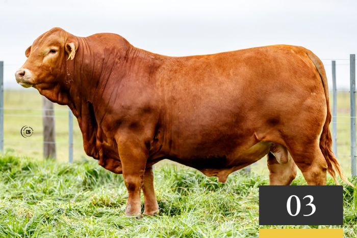 LOTE 3 - Tres Cruces Lambaré 1288 -FIV
