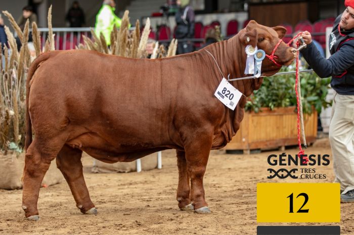 LOTE 12 - 9089 X MUNDIAL