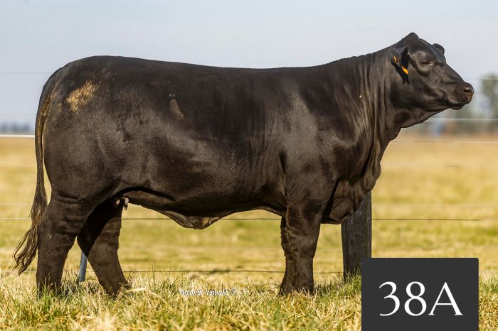 CORRAL 38A - TRES CRUCES ETIQUETA NEGRA 8937