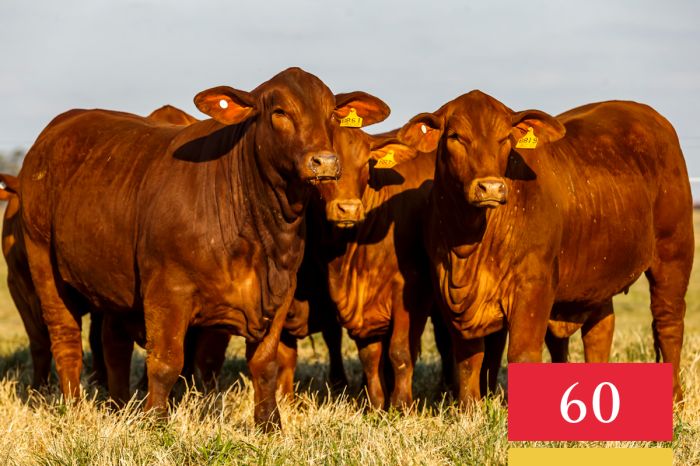 LOTE 60 - Vaquillonas Planteleras Preñadas