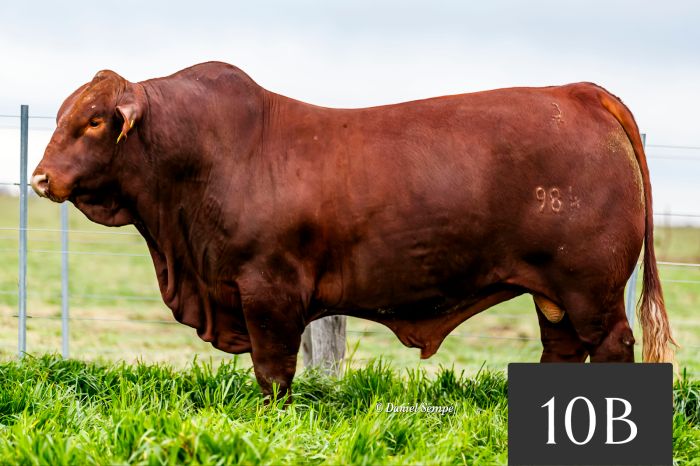 CORRAL 10B - Tres Cruces North 984 FIV "NECOCHEA"