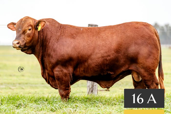 LOTE 16A - Tres Cruces Galán 1458
