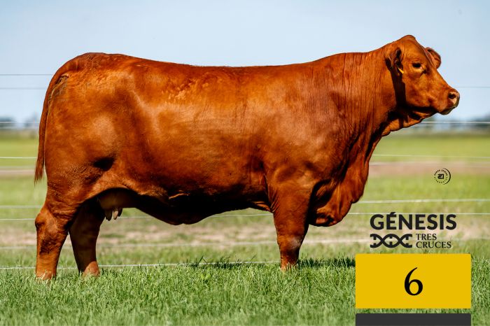 LOTE 6 - 8833 X VIAMONTE