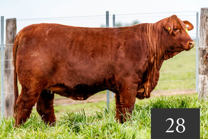 CORRAL 28 - Tres Cruces IS Viamonte 9241 FIV