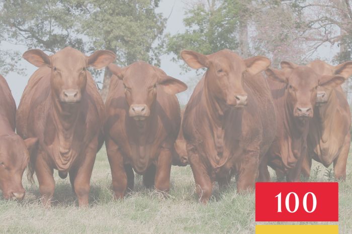 LOTE 100 - Vaquillonas Controladas para Servicio