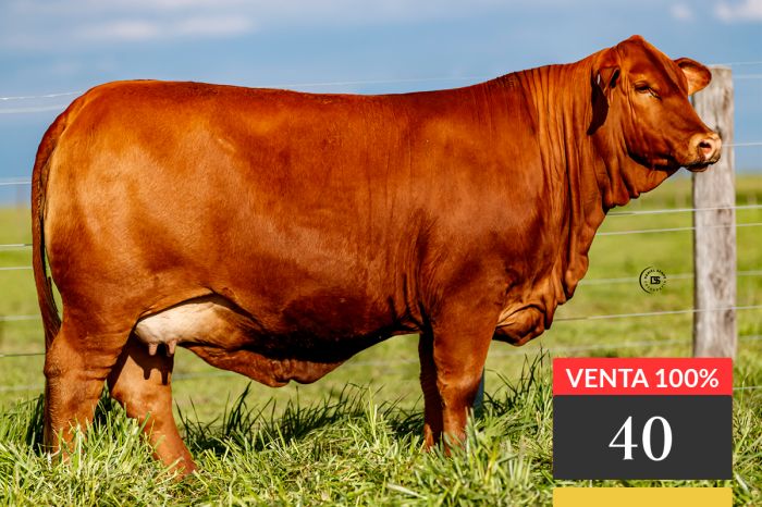 LOTE 40 - Tres Cruces Cautivo 9163