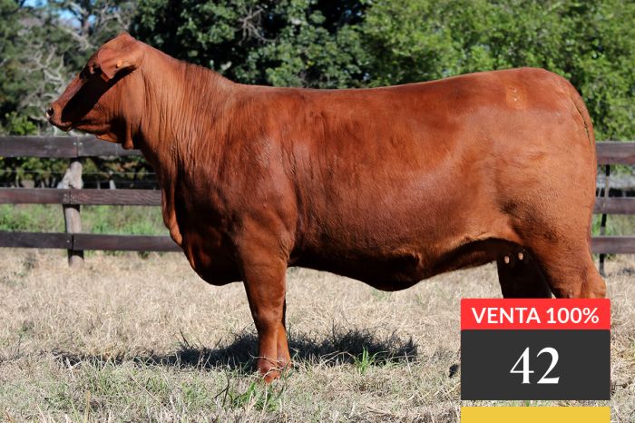 LOTE 42 - Tres Cruces IS Cautivo 9261 -FIV