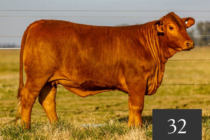 CORRAL 32 - TRES CRUCES CAYETANO 8925