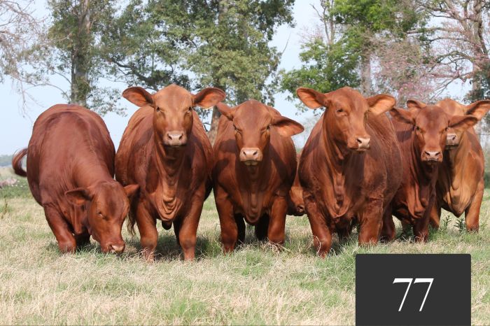 CORRAL 77 - Vaquillonas Controladas para Servicio