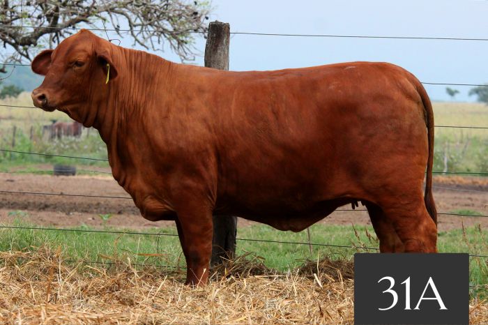 CORRAL 31A - Tres Cruces IS Profesor 9009 FIV