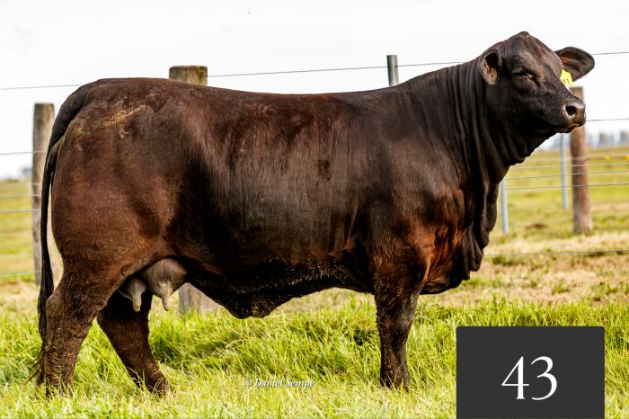 CORRAL 43 - Tres Cruces Etiqueta Negra 8911