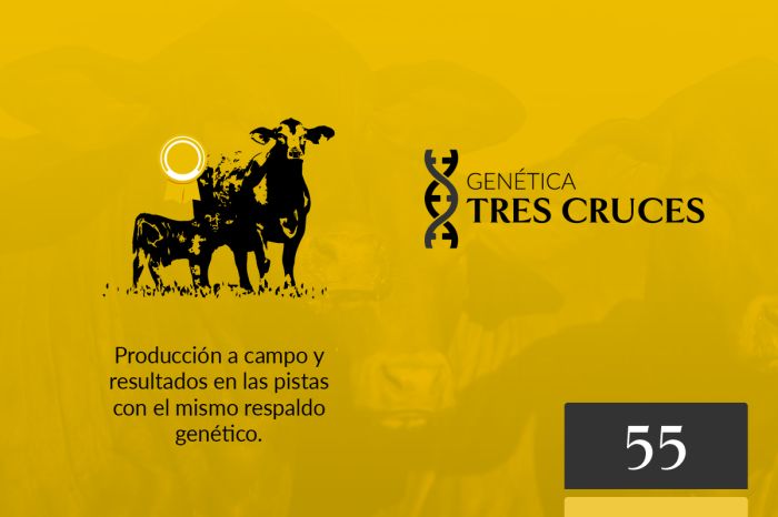 LOTE 55C - 5 Embriones con garantía de 2 preñeces - TRES CRUCES IS VIAMONTE 9243 FIV “VICTORIA” x DRAGO