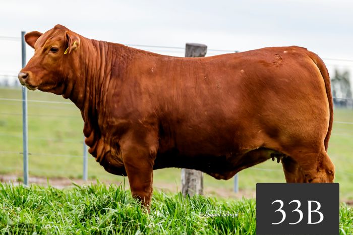CORRAL 33B - Tres Cruces Dimas 9049 FIV