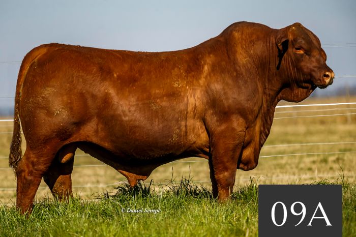 CORRAL 09A - TRES CRUCES DREAM FOREVER 760 -T/E-