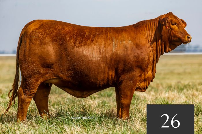 CORRAL 26 - TRES CRUCES ACORAZADO 8819 -T/E-