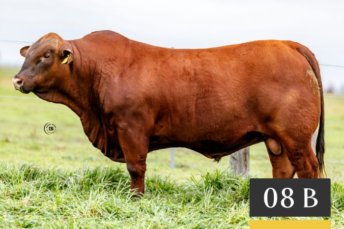 LOTE 8B - Tres Cruces Sorpresa 1286 -FIV