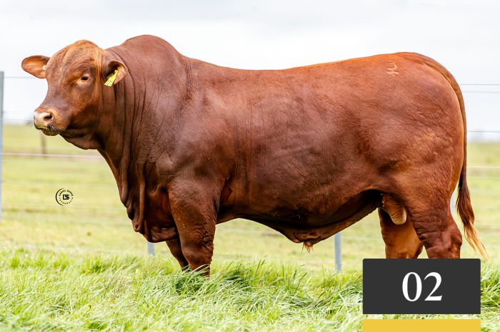 LOTE 2 - Tres Cruces Sorpresa 1312 -FIV