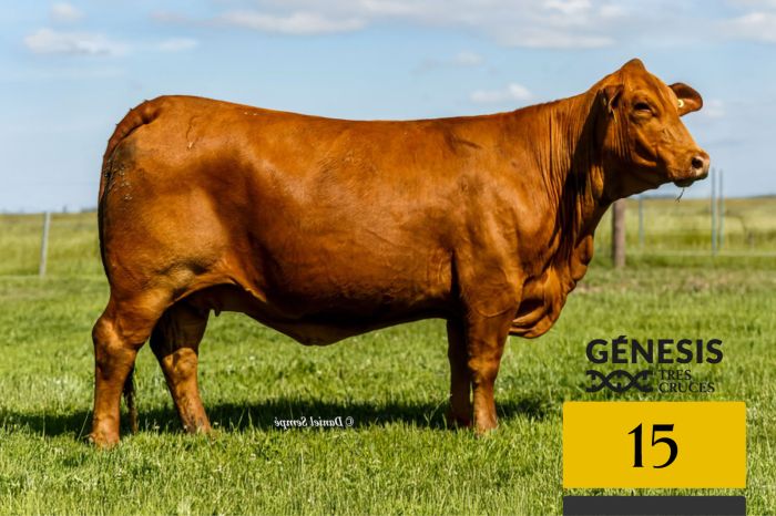 LOTE 15 - 7547 X SORPRESA