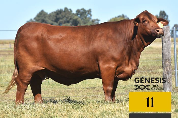 LOTE 11 - 7735 X MUNDIAL