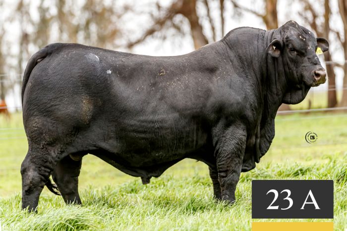 LOTE 23A - Tres Cruces Lukaku 1372 -FIV