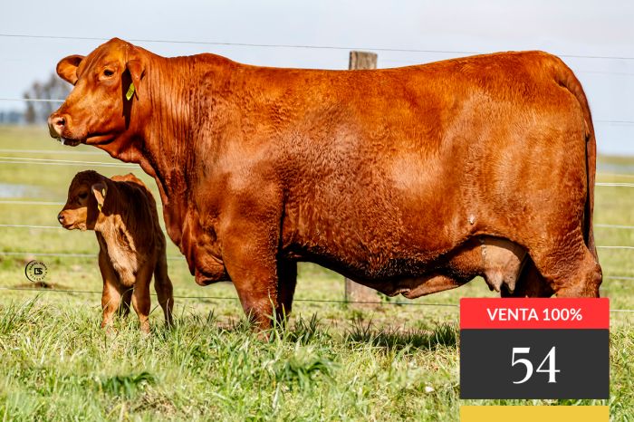 LOTE 54 - Tres Cruces Viamonte 8987 -FIV