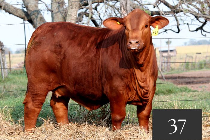 CORRAL 37 - Ita Siri Hemingway 421 -T/E-