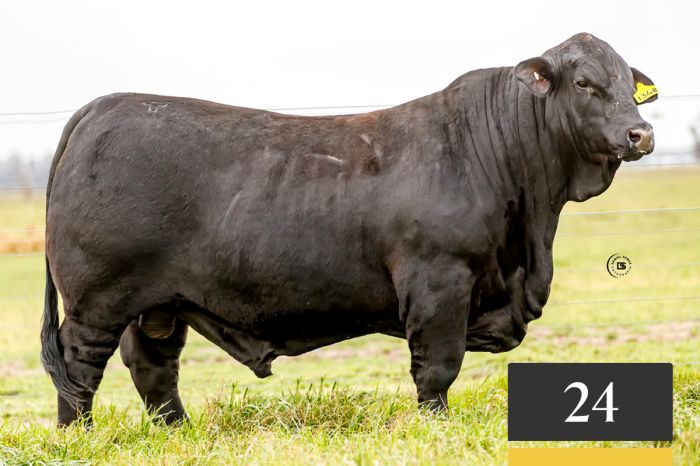 LOTE 24 - Tres Cruces Arasunú 1348 -FIV