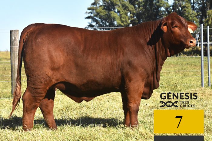 LOTE 7 - 8817 X MUNDIAL