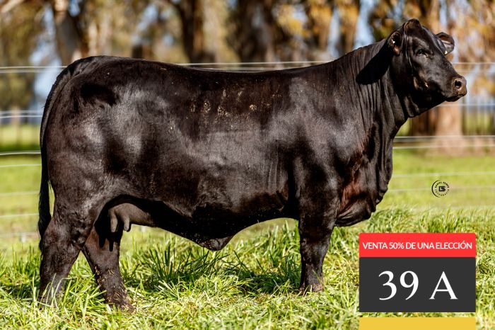 LOTE 39A - Tres Cruces Lukaku 9077 -FIV - VENTA 50% DE UNA ELECCIÓN