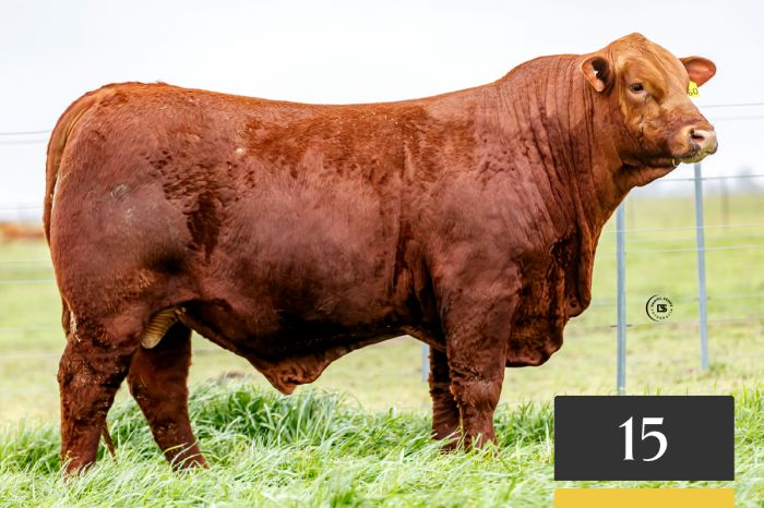 LOTE 15 - Tres Cruces Profesor 1260