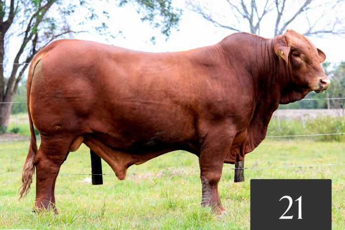 CORRAL 21 - TRES CRUCES ML ACORAZADO 2 FIV