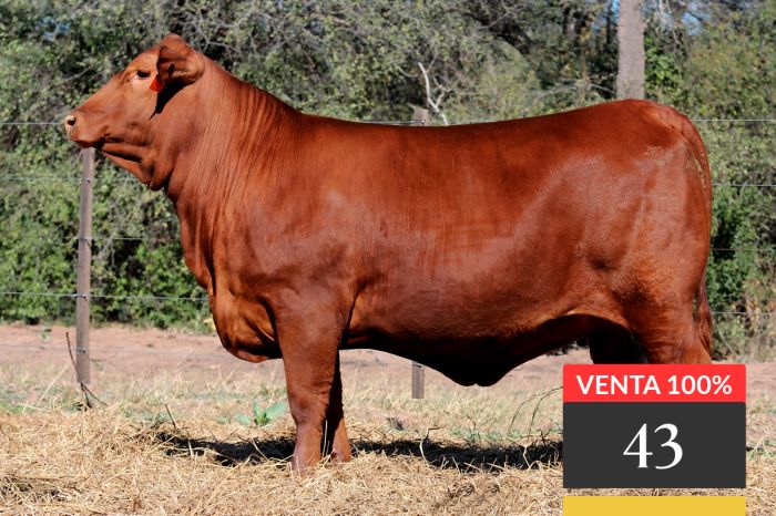 LOTE 43 - Tres Cruces MT Ita Cora 25 -FIV