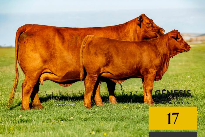 LOTE 17 - 8329 X AGUCHO