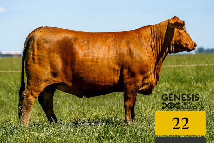 LOTE 22 - 7165 X MUNDIAL