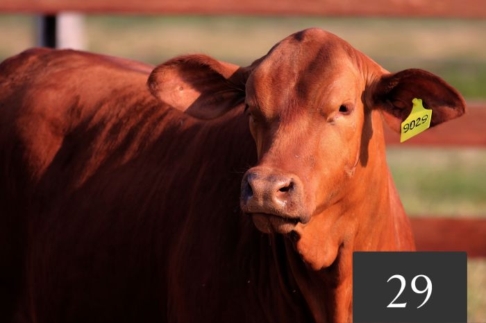 CORRAL 29 - Tres Cruces IS Cautivo 9029 FIV