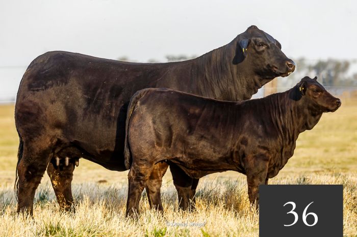 CORRAL 36 - MONTELINDO TC 37 FRANCESCO -T/E-