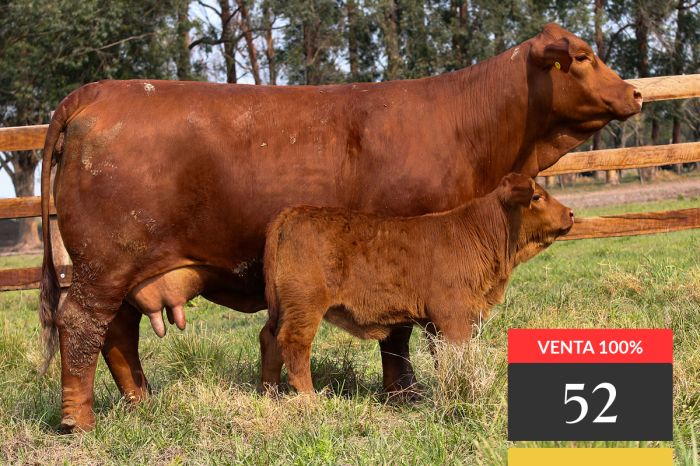 LOTE 52 - Tres Cruces ML Acorazado 57 -T/E