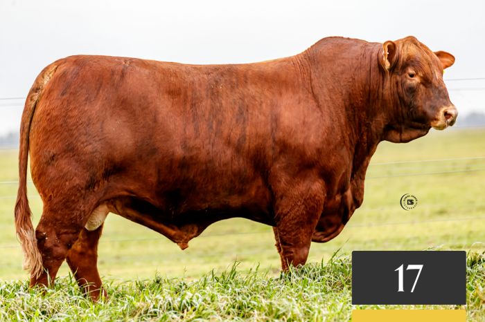 LOTE 17 - Tres Cruces Amadeo 1474