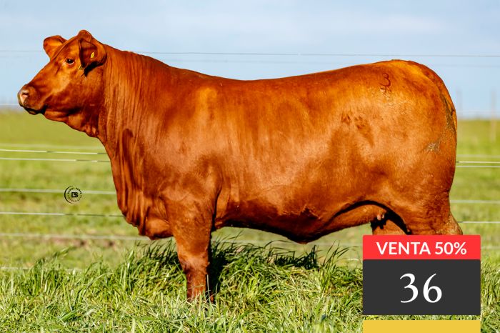 LOTE 36 - Tres Cruces Cautivo 9269 - VENTA 50%