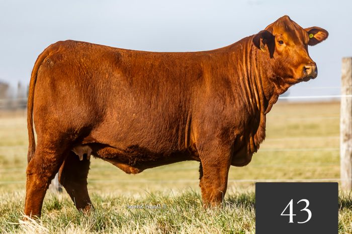 CORRAL 43 - TRES CRUCES CAYETANO 8699