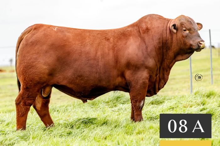 LOTE 8A - Tres Cruces Sorpresa 1294 -FIV