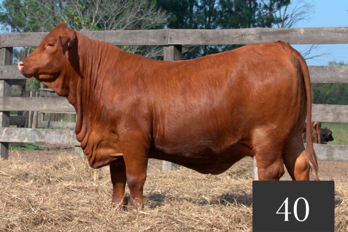 CORRAL 40 - Tres Cruces ML 39 Cayetano -T/E-
